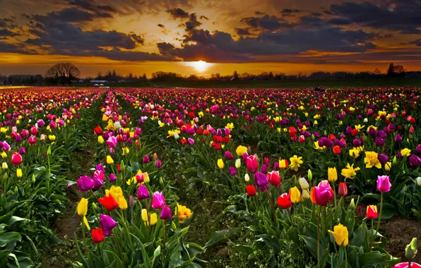Field, the sky, sunset, flowers, clouds, tulips, plantation