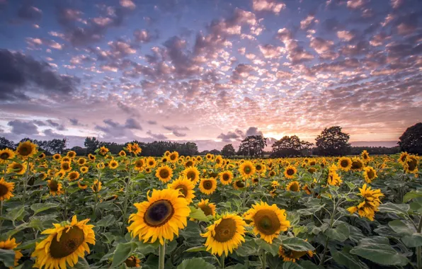 Picture summer, sunflowers, nature