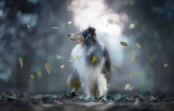 Autumn, leaves, dog, bokeh, Sheltie, Shetland Sheepdog