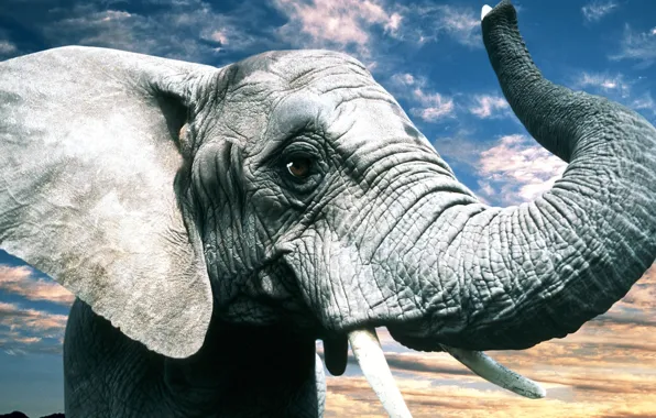 Eyes, nature, grey, elephant, ears, trunk