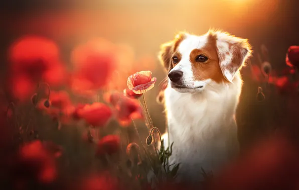 Summer, Maki, dog
