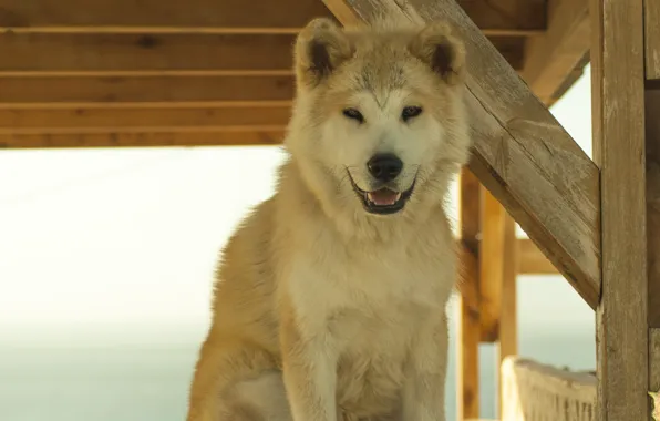 Smile, each, dog, Santorini, Samoyed