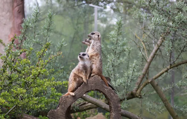 Picture Family, Meerkats, Guardians