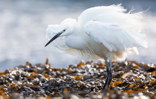 Look, leaves, pose, bird, shore, wings, white, pond