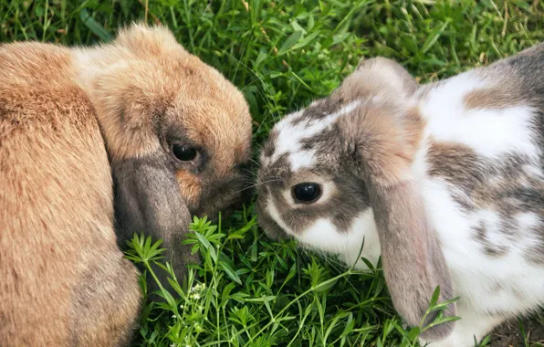 Grass, look, nature, glade, hare, rabbit, pair, rabbits