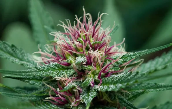Flower, weed, cannabis, weed, shag