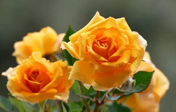 Macro, roses, yellow roses