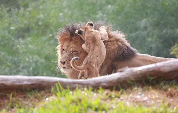 Face, the game, Leo, baby, family, father, pair, mane