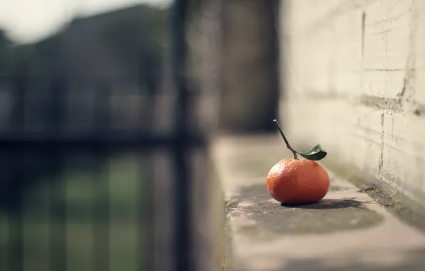 Picture background, fruit, Mandarin