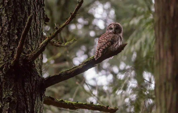 Tree, Barred Owl, A barred owl