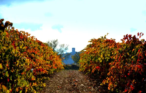 Tower, wine, Spain, Catalonia, sunny, red wine, vineyards, vitis vinifera
