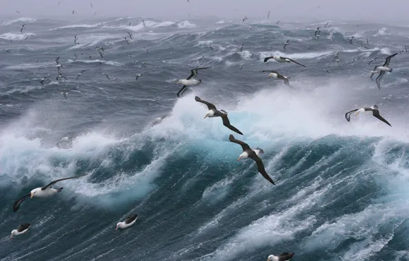 Picture storm, sea, wave, flight, seagulls, bird