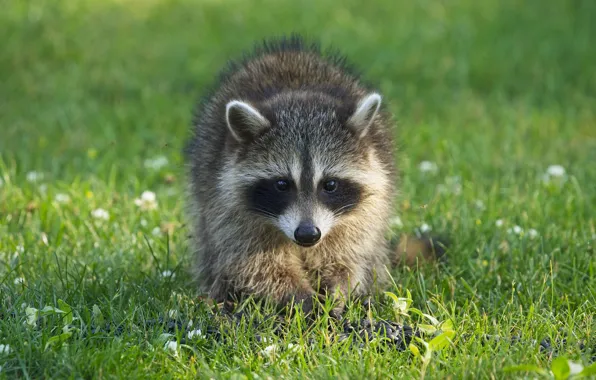 Grass, look, glade, raccoon, walk, face, cub