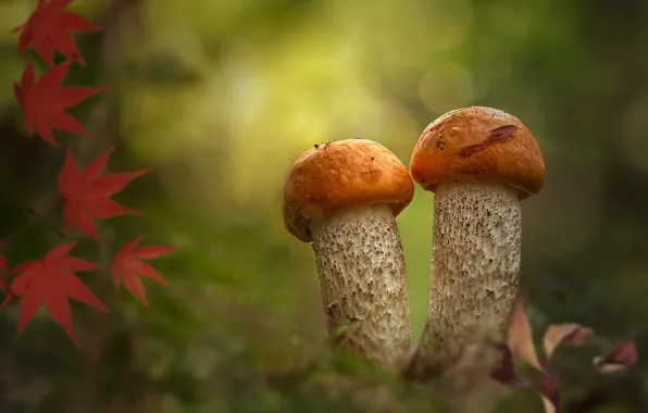 Autumn, leaves, glade, mushrooms, a couple, redheads