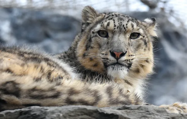 Picture look, face, portrait, lies, IRBIS, snow leopard
