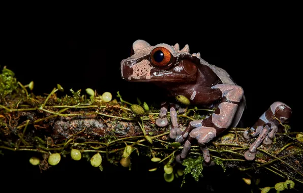 Frog, plants, branch, black background, brown, spotted