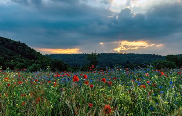 Forest, summer, the sky, clouds, flowers, Maki, the evening, meadow