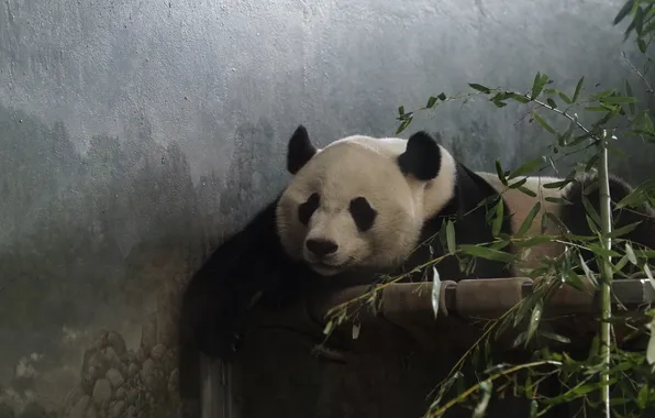 Face, leaves, branches, pose, wall, bear, bear, Panda