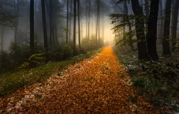 Picture autumn, forest, light, snow, trees, branches, fog, foliage