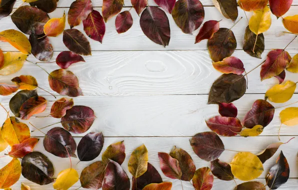 Autumn, leaves, trees, background, Board, colorful, wood, background