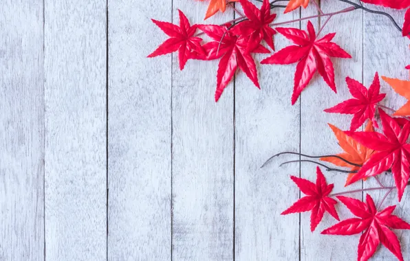 Picture autumn, leaves, background, tree, red, maple, wood, background