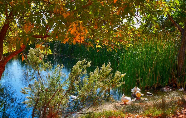 Picture autumn, trees, lake, pond, bird