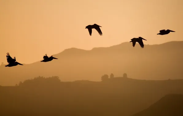 Picture flight, hills, Birds