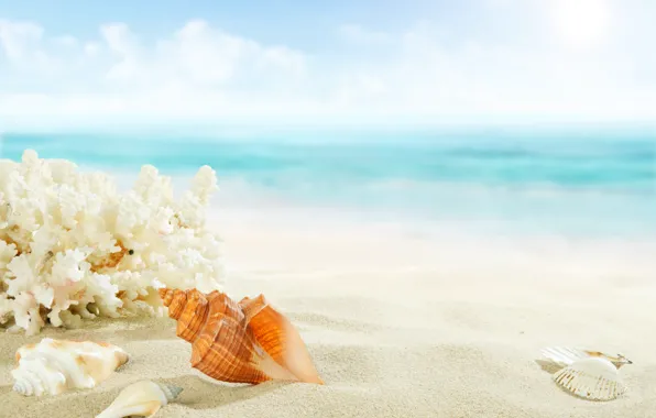 Sand, sea, beach, shore, shell, summer, beach, sea