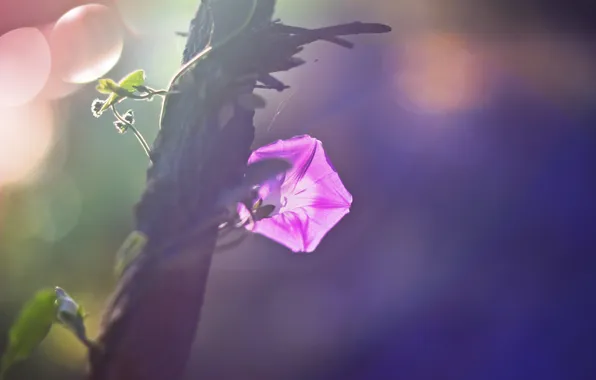 Picture autumn, leaves, pink flowers