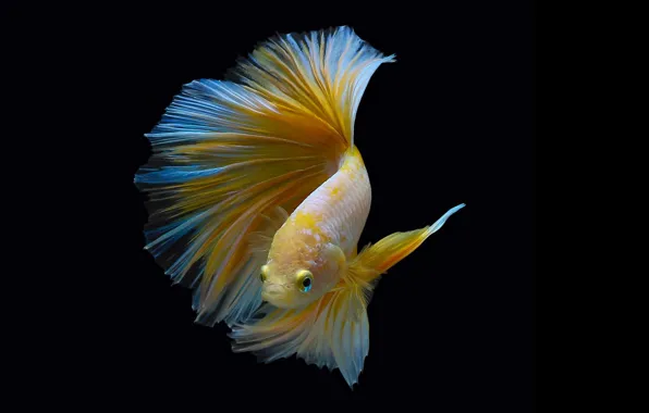 Fish, fish, black background