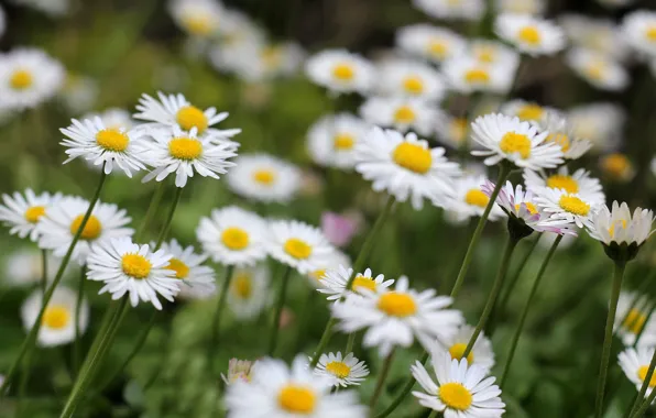 Picture greens, flower, flowers, background, widescreen, Wallpaper, chamomile, wallpaper
