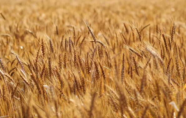 Field, rye, ears, cereals, rye field