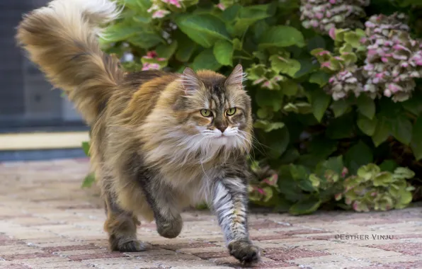 Cat, cat, plant, Bush, running, kitty, Kota