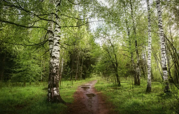 Road, greens, forest, grass, trees, Park, branch, trunks
