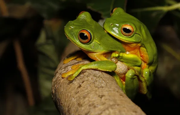 Erotic, macro, love, two, frog, branch, green, pair