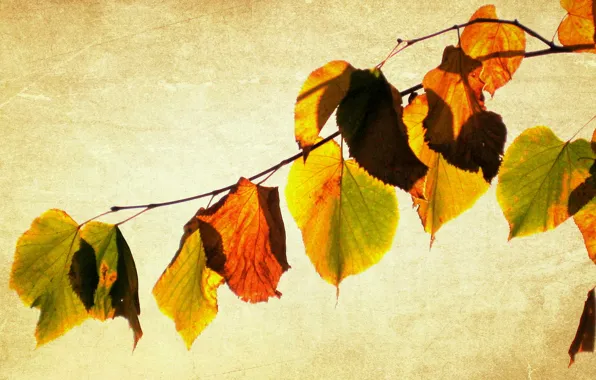 Picture leaves, style, background
