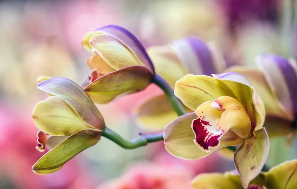 Flowers, yellow, blur, petals, buds, Orchid