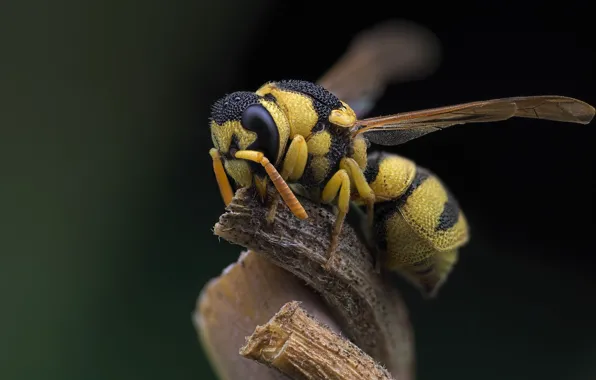 Wallpaper macro, OSA, insect images for desktop, section макро - download