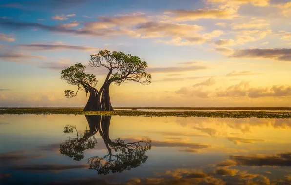 Landscape, sunset, lake, reflection, tree