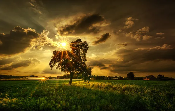 Picture field, the sun, rays, clouds, tree