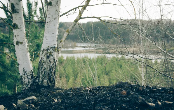 Forest, the sky, macro, trees, nature, lake, earth, Bay
