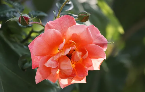 Flower, drops, background, pink, rose, Bush, branch, garden