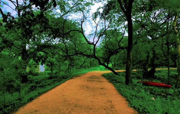 Sky, Dawn, Morning, Road, Trees, First Light, Plants, Woods