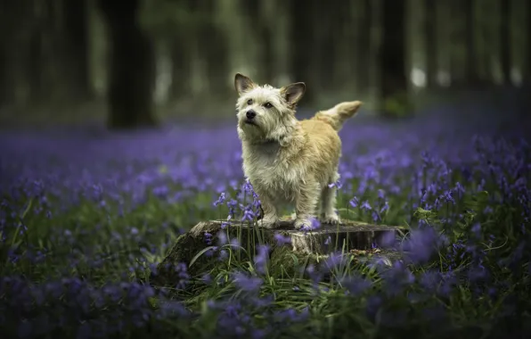 Picture dog, spring, each
