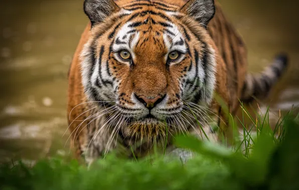 Picture grass, look, face, water, tiger, wild cat