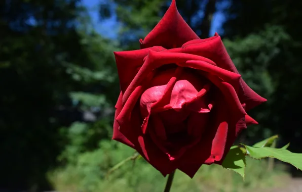 Flower, light, nature, the dark background, rose, petals, Bud, red