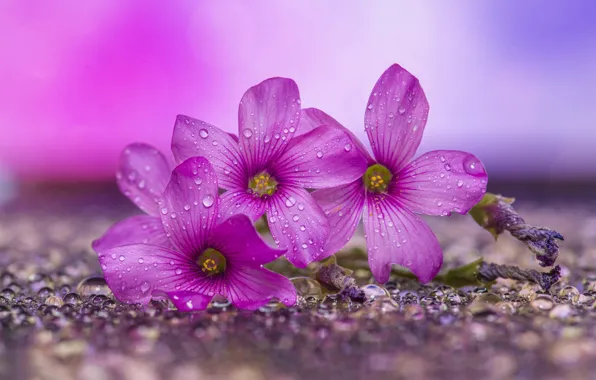 Water, drops, flowers, pink, trio, pink background, bokeh, Oxalis