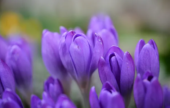 Macro, flowers, blur, spring, crocuses, haze, buds, blur