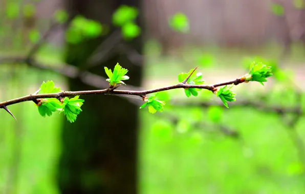 Picture leaves, branches, blur