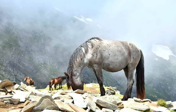 Look, mountains, pose, stones, horse, horse, horses, horse